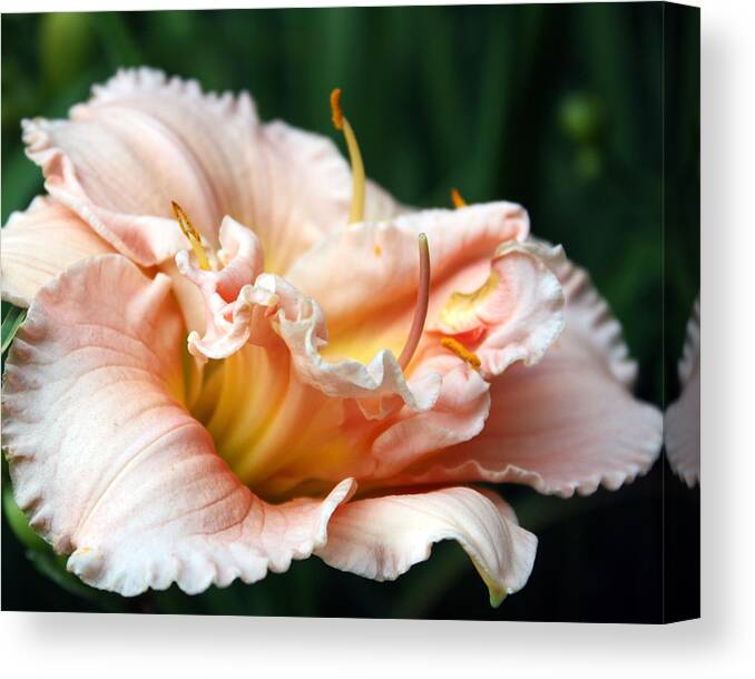 Daylily Canvas Print featuring the photograph Peach Magnolia Love Affair by Penny Hunt