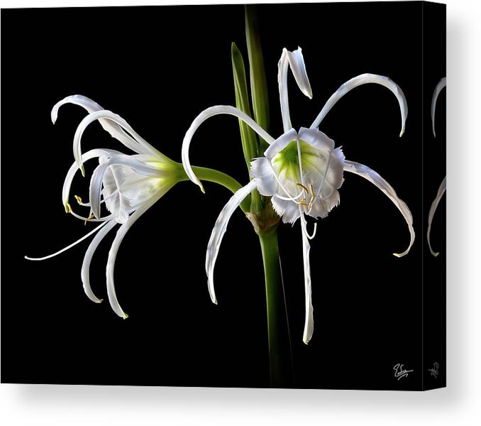 Flower Canvas Print featuring the photograph Peruvian Daffodils by Endre Balogh