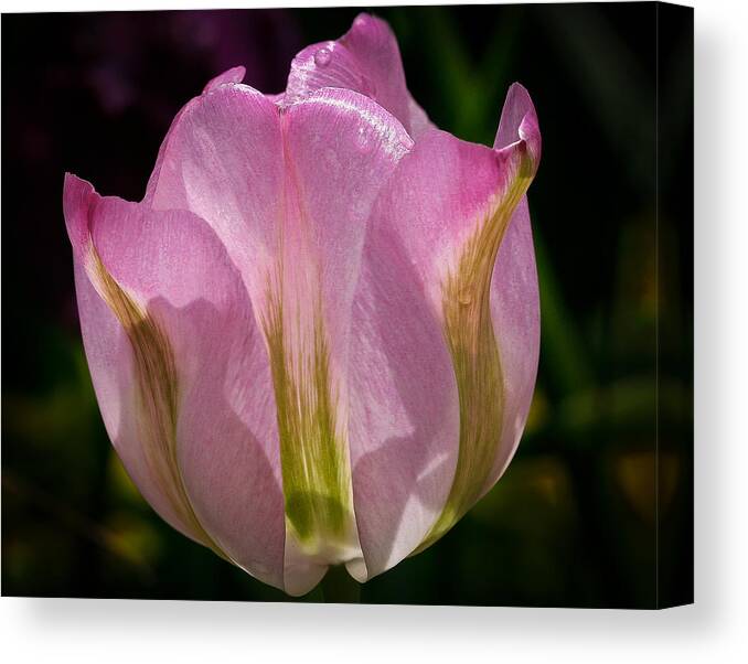 Flower Canvas Print featuring the photograph Pink Backlit tulip by Jean Noren