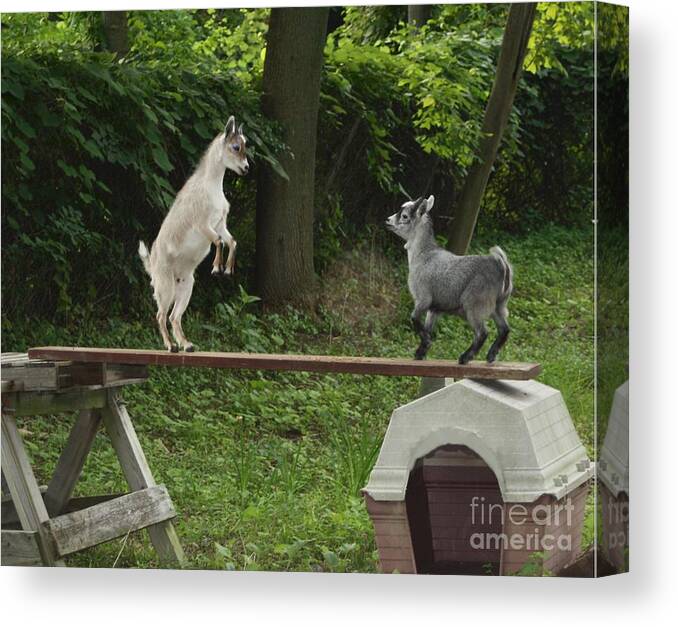 Goats Canvas Print featuring the digital art Pigmy Goats Who's Taller by Maxine Bochnia