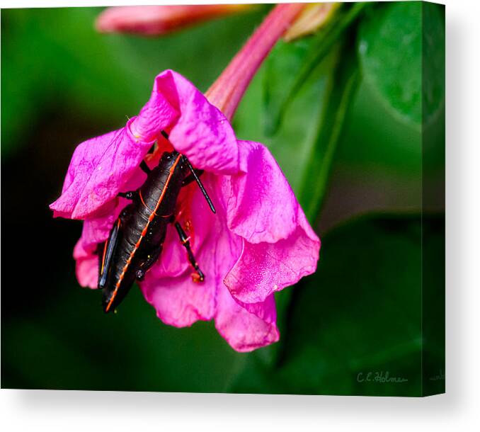 Grasshopper Canvas Print featuring the photograph Pit Stop by Christopher Holmes