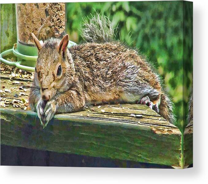 Squirrel Canvas Print featuring the photograph Please Lord by Sandy Poore