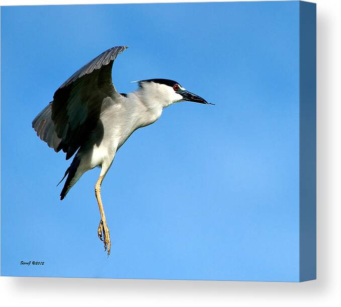 Heron Canvas Print featuring the photograph Reaching for the Nest by Stephen Johnson
