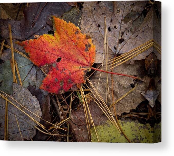 Autumn Canvas Print featuring the photograph Red Leaf by Craig Leaper