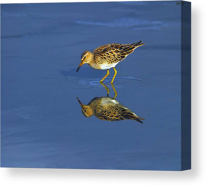 Pectoral Sandpiper Canvas Print featuring the photograph Reflecting Pectoral Sandpiper by Tony Beck
