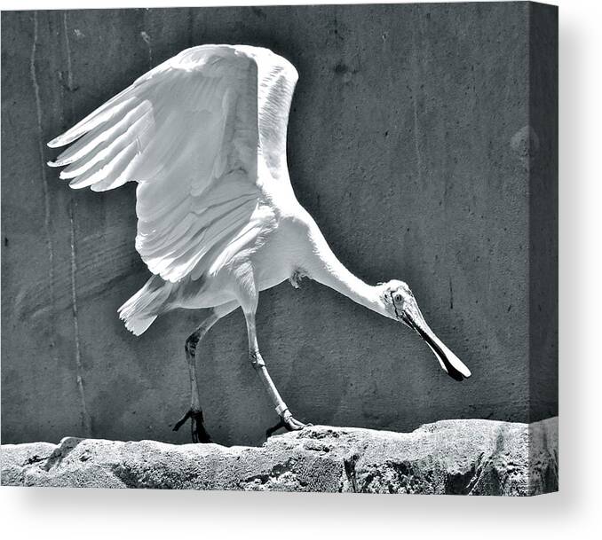 Spoonbill Canvas Print featuring the photograph Roseate Spoonbill Landing by Carol Bradley