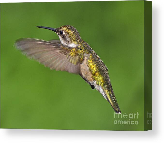 Ruby-throated Hummingbird Canvas Print featuring the photograph Ruby Throated Hummingbird by Rodney Campbell