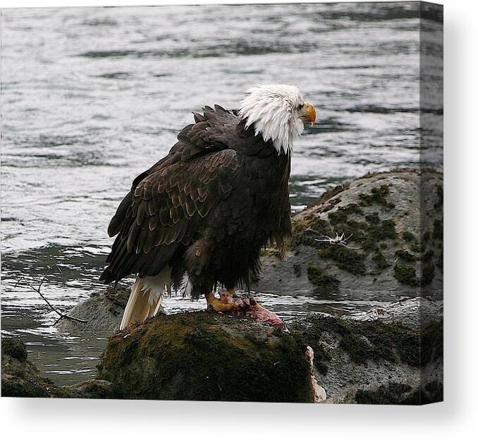 Bald Eagle Canvas Print featuring the digital art Ruffled by Carrie OBrien Sibley