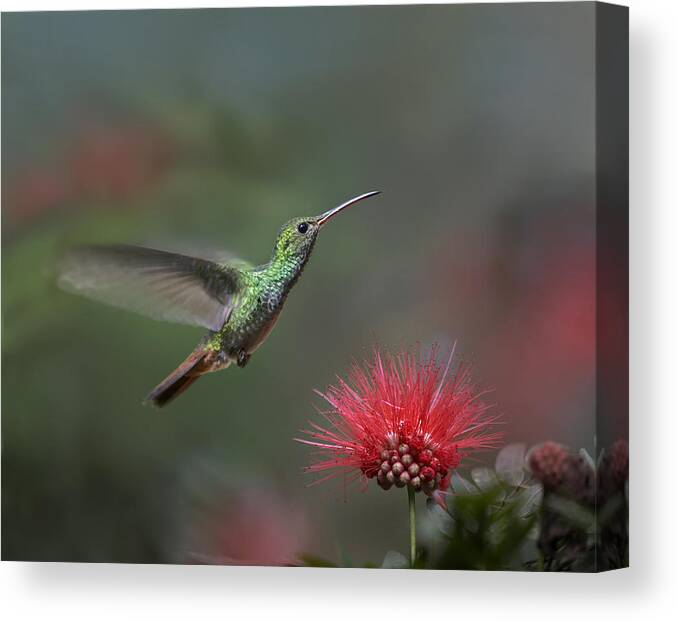 00176927 Canvas Print featuring the photograph Rufous Tailed Hummingbird At Fairy by Tim Fitzharris