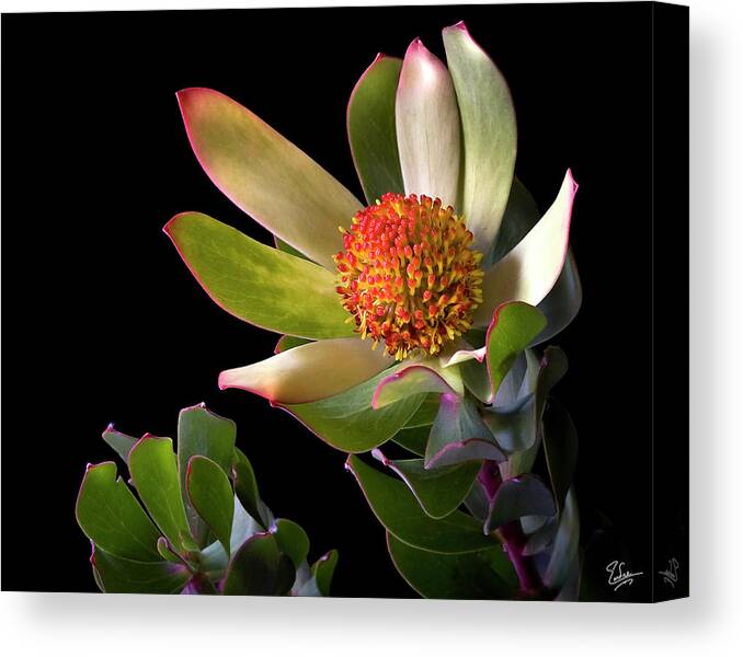 Flower Canvas Print featuring the photograph Safari Sunset by Endre Balogh