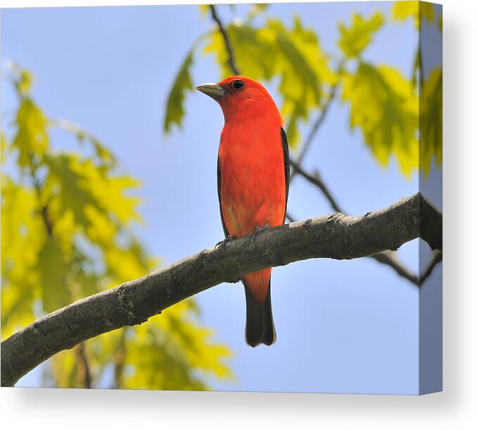 Scarlet Tanager Canvas Print featuring the photograph Scarlet Tanager by Tony Beck