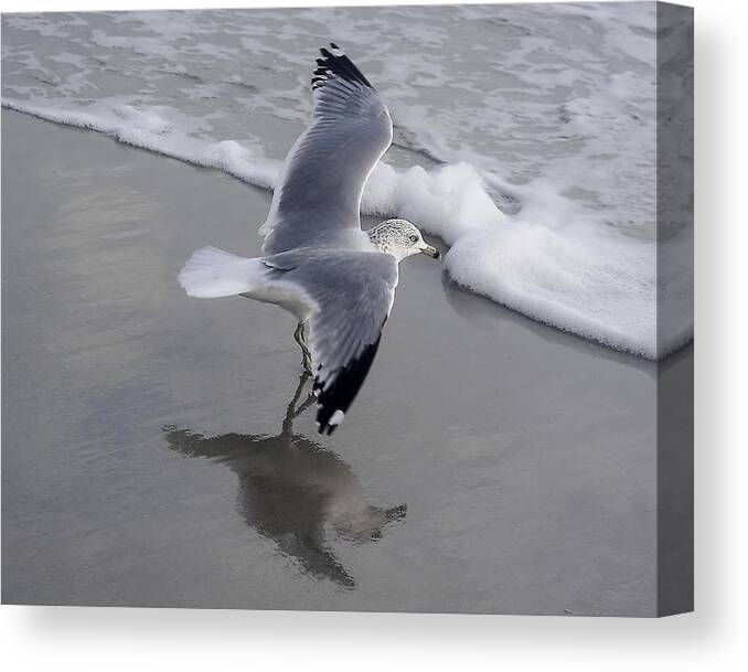 Beach Canvas Print featuring the photograph Sea Gull by the Sea Shore by Paulette Thomas