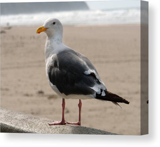 Seagull Canvas Print featuring the photograph Seagull by David Foster