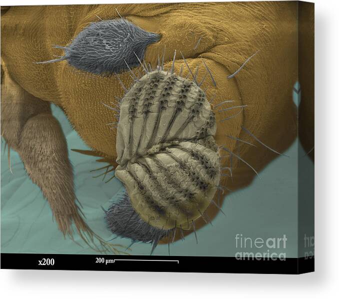 Fruit Fly Canvas Print featuring the photograph Sem Of A Fruit Fly Mouth by Ted Kinsman