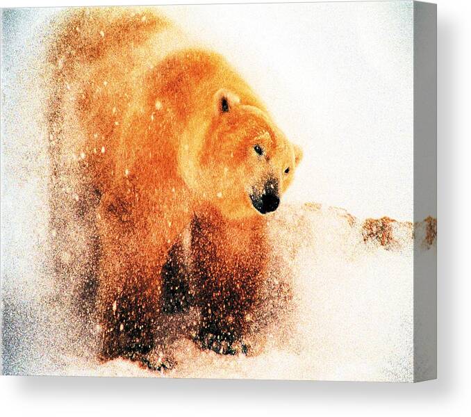 Polar Bear Canvas Print featuring the digital art Shaking Off by Alice Ramirez