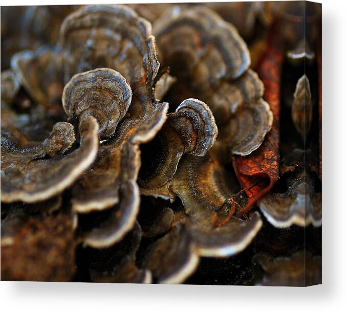 Mushrooms Canvas Print featuring the photograph Shrooms Abstracted by Sue Capuano