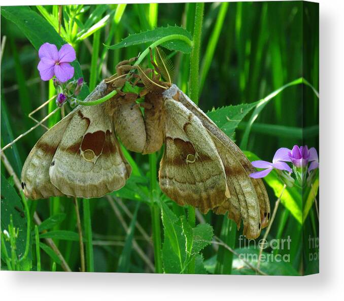 Butterfly Canvas Print featuring the photograph Silkmoth Love by Deborah Johnson