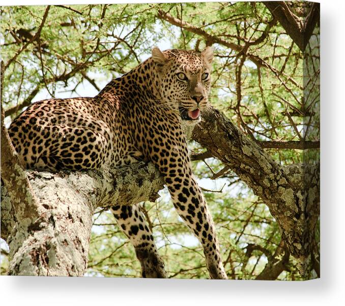 Leopard Canvas Print featuring the photograph Smiling Leopard by Roni Chastain