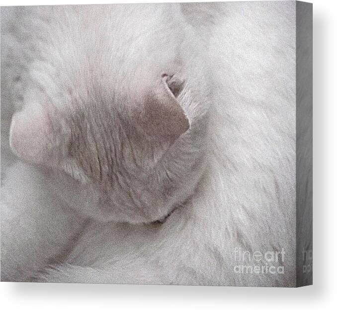 White Canvas Print featuring the photograph Snow White Cat by Janeen Wassink Searles