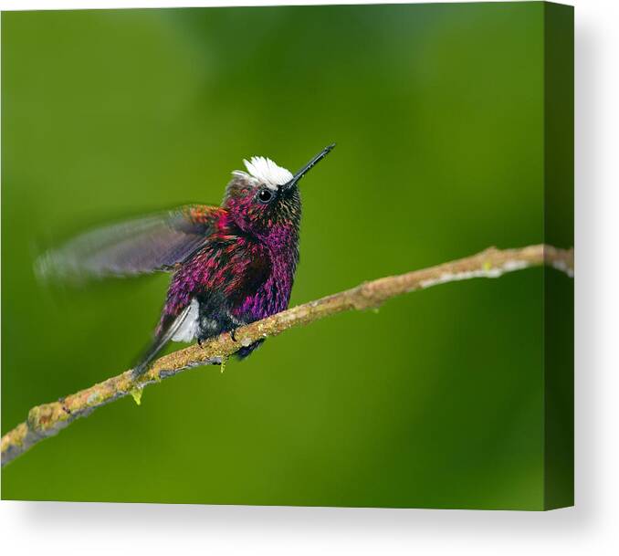 Snowcap Canvas Print featuring the photograph Snowcap by Tony Beck