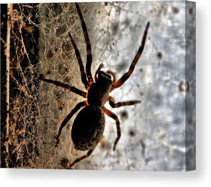 Spider Canvas Print featuring the photograph Spiders Home by Chriss Pagani