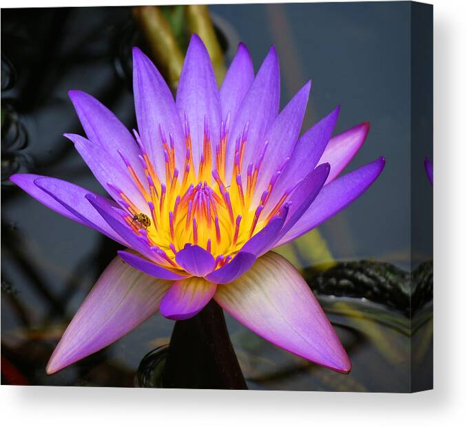 Digital Canvas Print featuring the photograph Spiritaul Violet lily by Vijay Sharon Govender