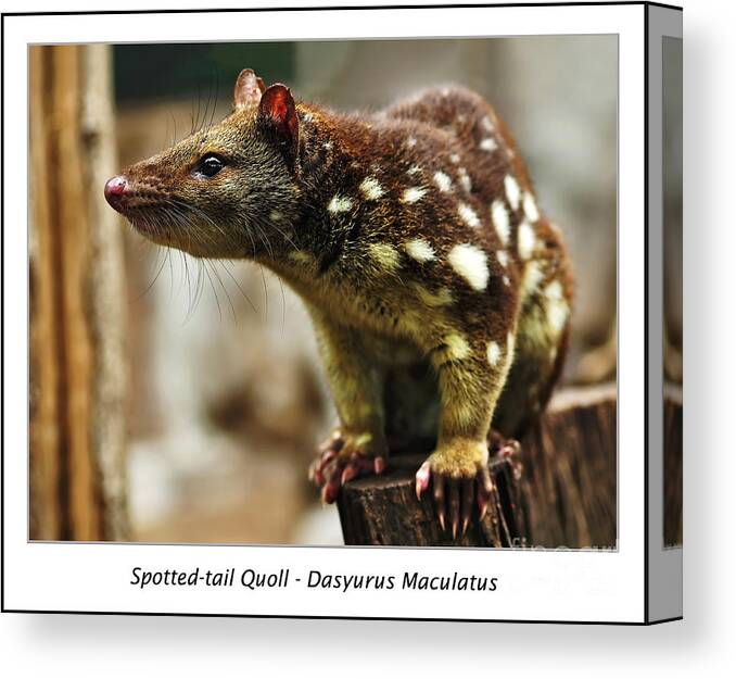 Photography Canvas Print featuring the photograph Spotted-tail Quoll by Kaye Menner