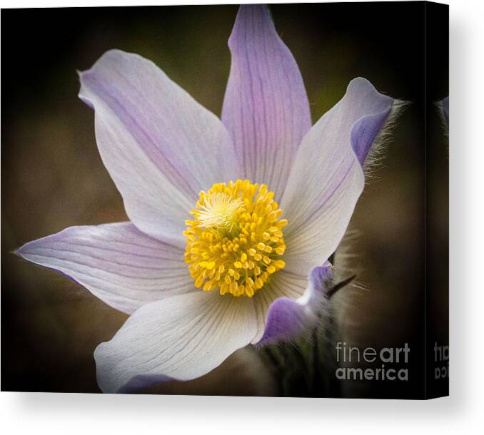 Anemone Patens Canvas Print featuring the photograph Spring Gem by Katie LaSalle-Lowery