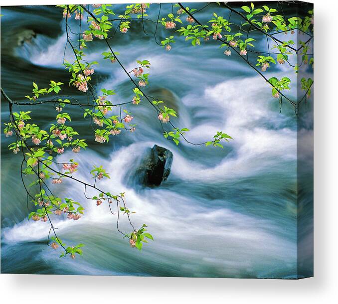 Spring Landscapes Canvas Print featuring the photograph Spring Middle Prong Little River by Chuck Wickham