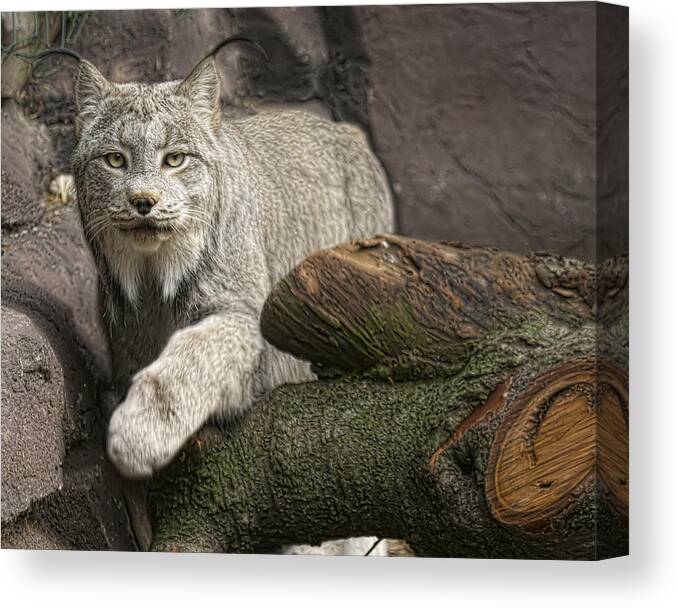 Animals Canvas Print featuring the photograph Stunning by Cheri McEachin