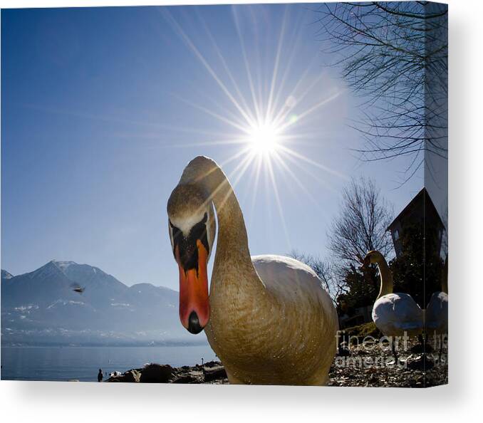 Swan Canvas Print featuring the photograph Swan saying hello by Mats Silvan