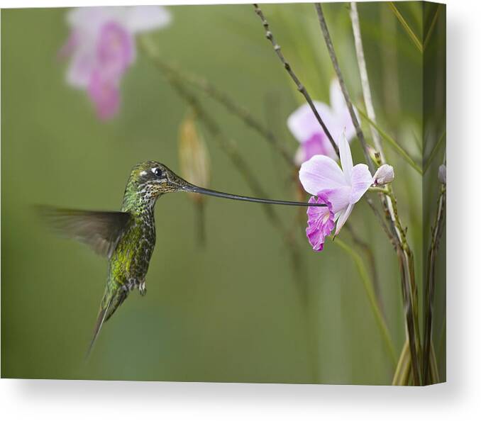 00486960 Canvas Print featuring the photograph Sword Billed Hummingbird Feeding by Tim Fitzharris
