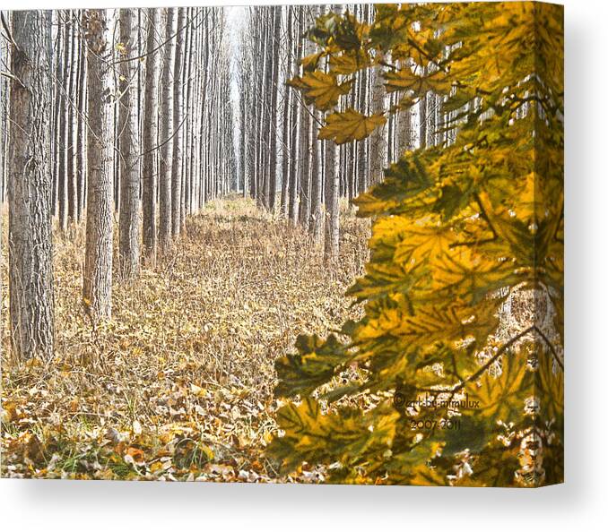 Autumn Canvas Print featuring the photograph The Geometry of Autumn by Mimulux Patricia No