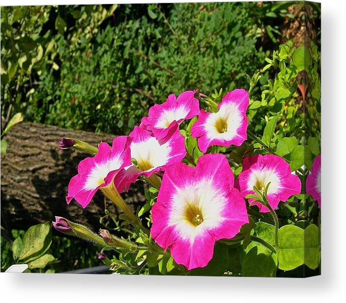 Florals Canvas Print featuring the photograph The Sky is the Limit by Randy Rosenberger