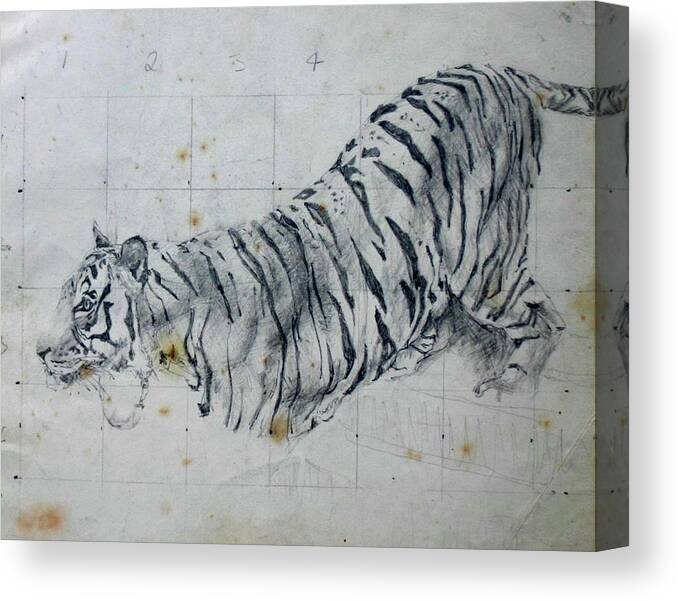 Drawings Animals Big Cats Tiger Canvas Print featuring the painting Tiger study by Tom Smith