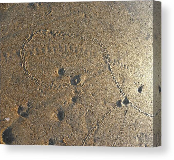 Tracks Canvas Print featuring the photograph Tracks Left Behind by Kim Galluzzo