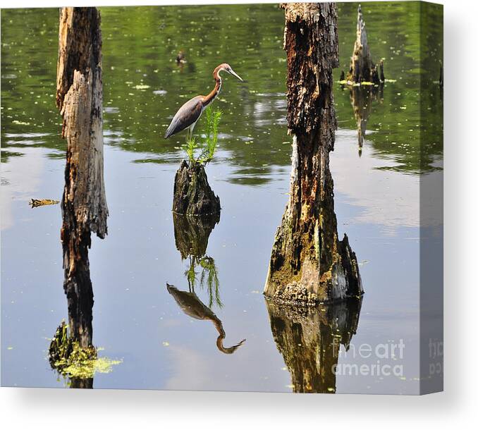 Heron Canvas Print featuring the photograph Tricolored Reflection by Al Powell Photography USA