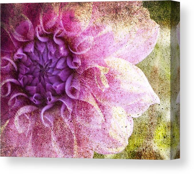 Flower Canvas Print featuring the photograph Victorian Thoughts by Traci Cottingham