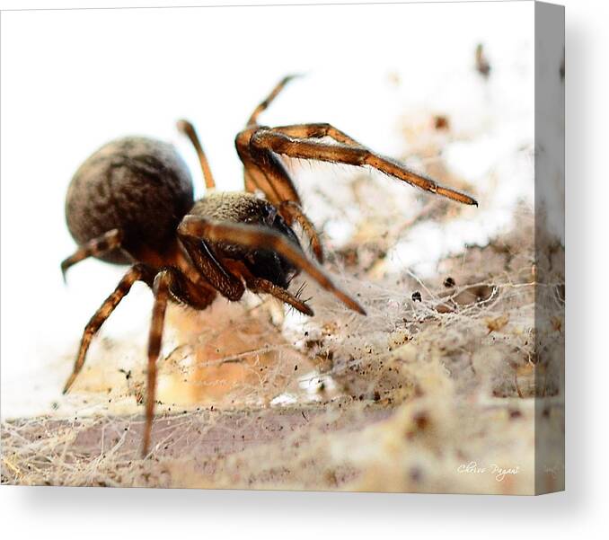 Spider Canvas Print featuring the photograph Waiting by Chriss Pagani