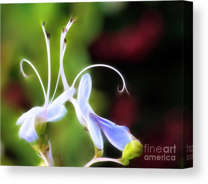 Waltz Canvas Print featuring the photograph Waltz of the Flowers by Judi Bagwell