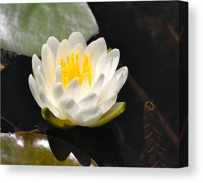 Water Lily Canvas Print featuring the photograph Water Lily by Mary McAvoy