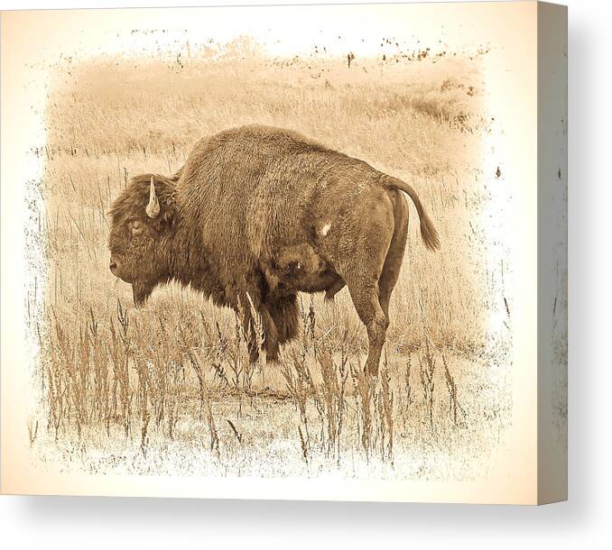Buffalo Canvas Print featuring the photograph Western Buffalo by Steve McKinzie