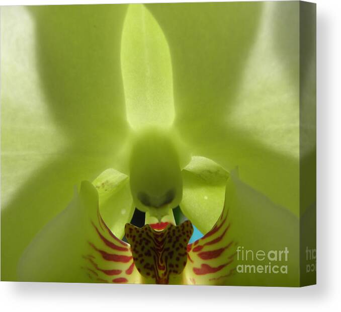 Orchid Canvas Print featuring the photograph What Do You See by Kim Galluzzo