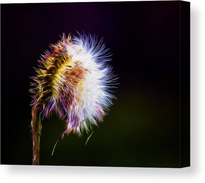 Weed Canvas Print featuring the photograph Wicked Weed on Black by Bill and Linda Tiepelman