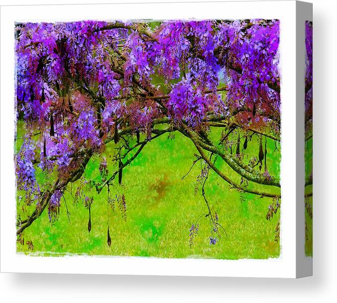 Wisteria Canvas Print featuring the photograph Wisteria Bower by Judi Bagwell