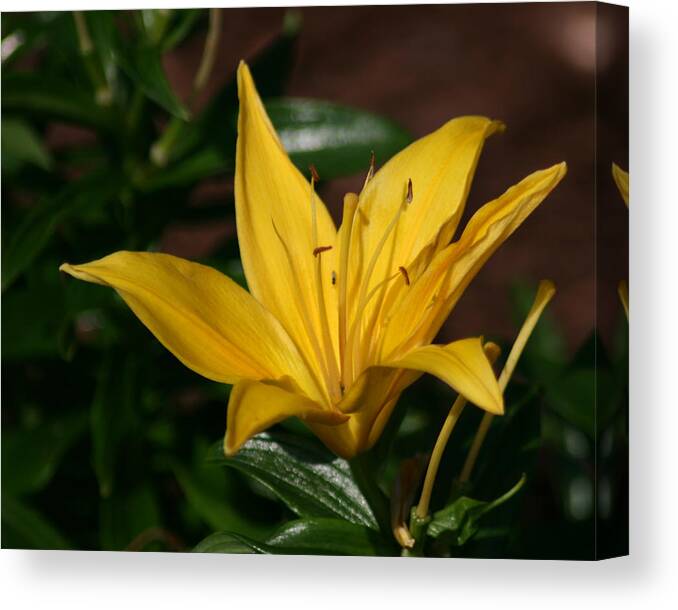 Yellow Canvas Print featuring the photograph Yellow Lily by Bill Barber