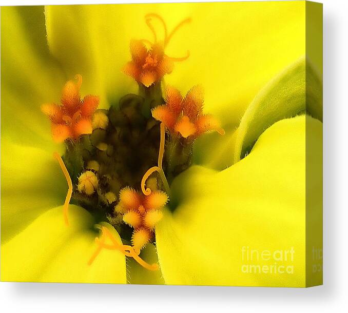 Macro Canvas Print featuring the photograph Yellow Zinnia by Judi Bagwell