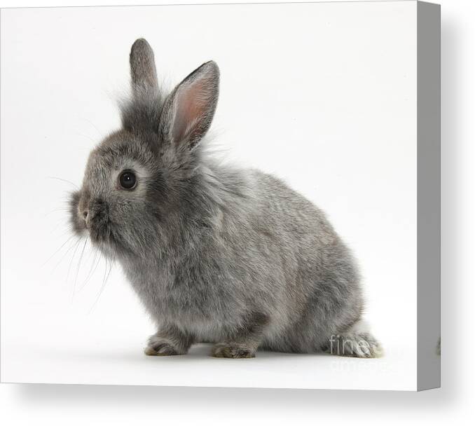 Nature Canvas Print featuring the photograph Young Silver Lionhead Rabbit by Mark Taylor