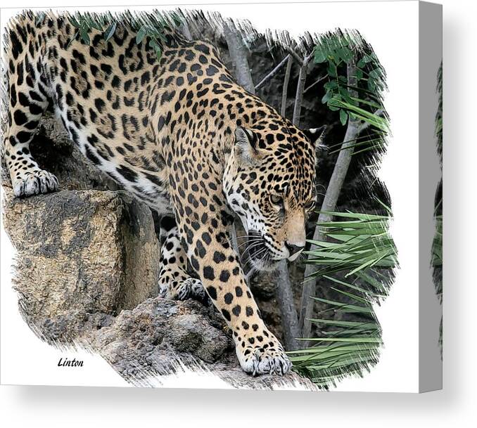 Jaguar Canvas Print featuring the digital art Big Cat #1 by Larry Linton