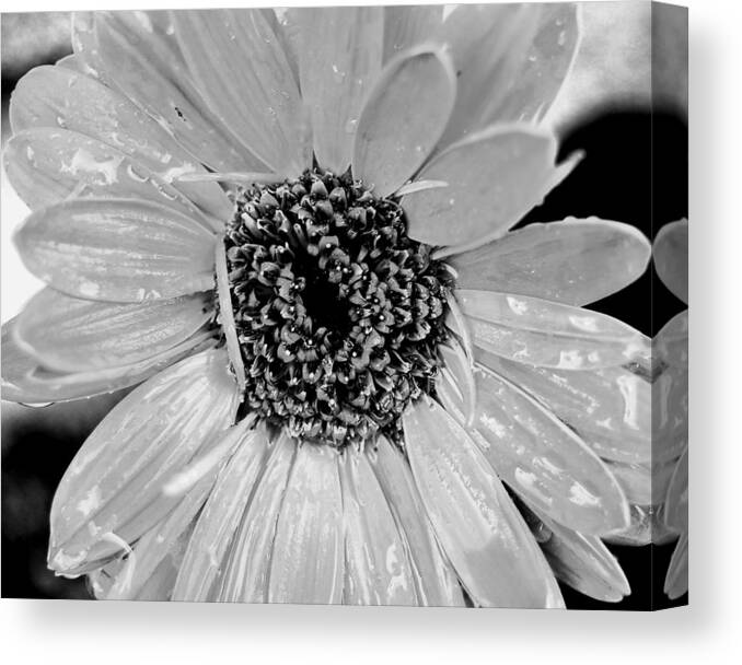 Gerber Daisy Canvas Print featuring the photograph Black and White Gerbera Daisy #1 by Amy Fose